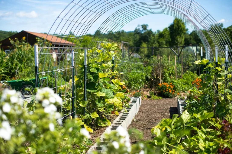 Jardin potager cultivé et soigneusement entretenu
