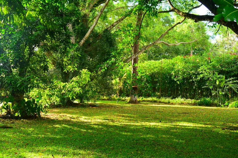 Pelouse verte entretenue dans un jardin